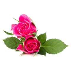 pink rose flower head isolated on white background cutout