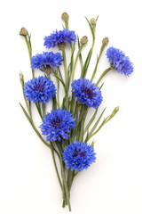 Blue Cornflower Herb or bachelor button flower bouquet isolated