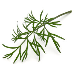Close up shot of branch of fresh green dill herb leaves isolated