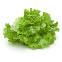 fresh green lettuce salad leaves isolated on white background