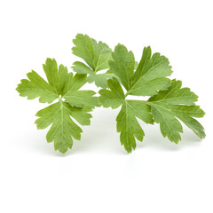 Fresh parsley herb leaves  isolated on white background