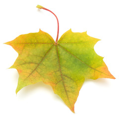 colorful autumn maple leaf isolated on white