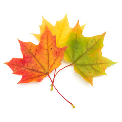 colorful autumn maple leaf isolated on white background