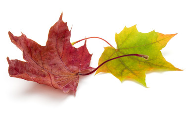 colorful autumn maple leaf isolated on white background