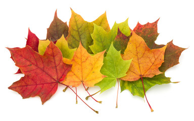 colorful autumn maple leaf isolated on white background