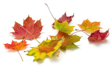 colorful autumn maple leaf isolated on white background