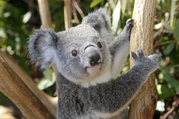 Phascolarctos cinereus / Koala cendré / Koala