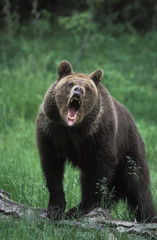 Obraz na płótnie Canvas Ursus arctos horribilis / Grizzly