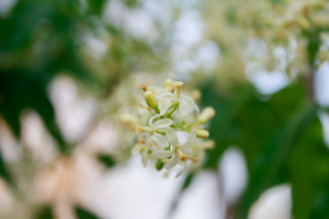 Neem Flower on tree