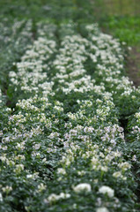 Flowering well groomed potato leaves and stems on the land