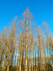 冬のめたせこいあ