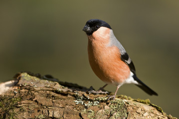 Pyrrhula pyrrhula / Bouvreuil