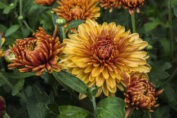 Fototapeta premium Flowers of the chrysanthemum 