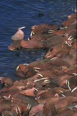 Odobenus rosmarus / Morse