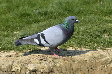 Columba livia / Pigeon biset / Pigeon domestique