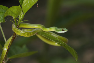 Philodryas viridissimus / Serpent vert
