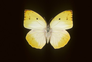 Catopsilia thauruma / Femelle