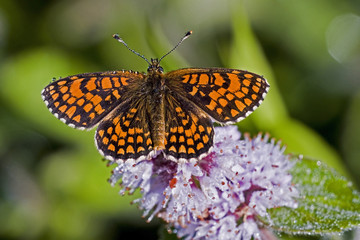 Mellicta athalia / Damier athalie
