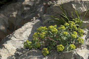 Euphorbia nicaeensis / Euphorbe de Nice