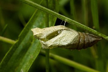Papilio machaon / Machaon / Grand porte queue