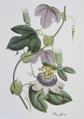 Illustration botanique / Passiflora sp. / Passiflore