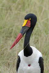 Ephippiorhynchus senegalensis / Jabiru d'afrique / Jabiru du Sénégal