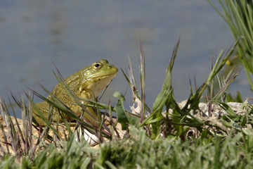 Rana esculenta / Grenouille verte