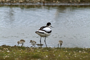 Recurvirostra avosetta / Avocette élégante