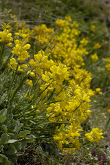 Genista sagittalis / Genêt ailé