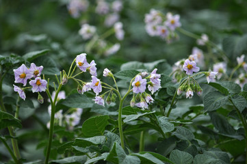 Flowering well groomed potato leaves and stems on the land