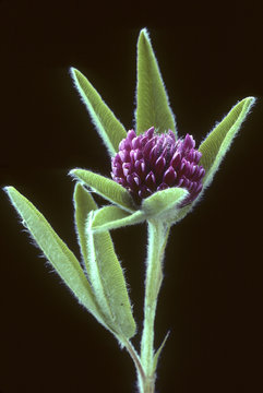Trifolium alpestre / Trèfle des Alpes