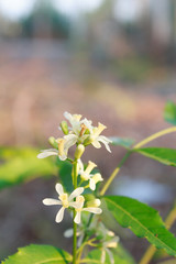 Neem Flower on tree