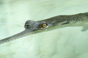 Gavialis Gangeticus / Gavial du Gange / Gharial