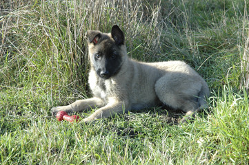 Chien / Race Malinois