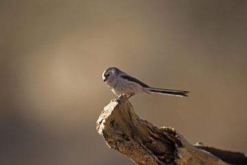 Aegithalos caudatus / Mésange à longue queue