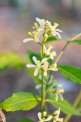 Neem Flower on tree