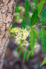 Neem Flower on tree