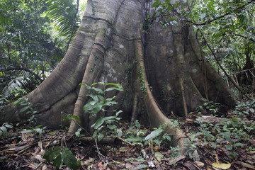 Forêt tropicale / Amazonie / Pérou