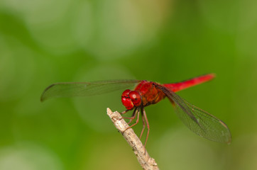 Red dragonfly