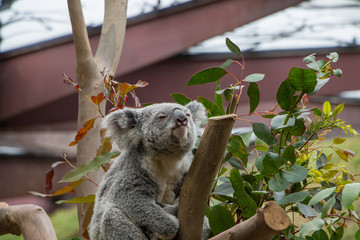 Obraz premium Koala