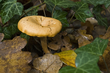 Clitocybe inversa / Clitocybe inversé