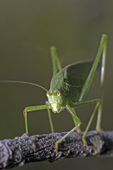 Phaneroptera falcata / Phanéroptère commun