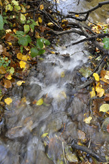 Ruisseau / Automne