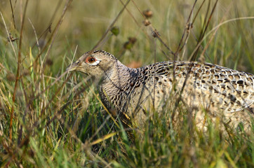 Phasianus colchicus / Faisan de Colchide / Faisan de chasse