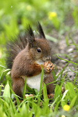 Sciurus vulgaris / Ecureuil roux