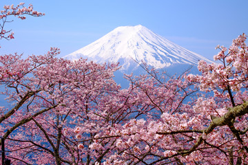 Panele Szklane  Japonia Fuji i kwitnąca wiśnia w sezonie wiosennym