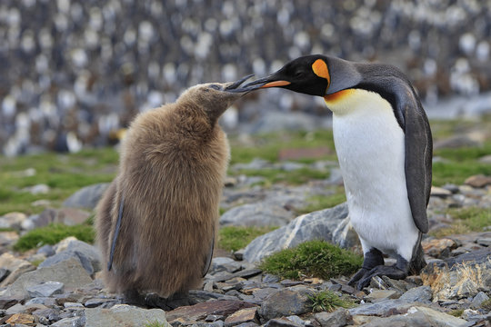 Aptenodytes Patagonicus / Manchot Royal