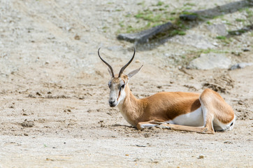 Springboks (Antidorcas marsupialis) lying on the ground.