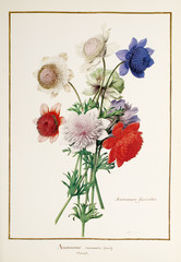 Illustration / Anemone coronaria / Anémone des fleuristes