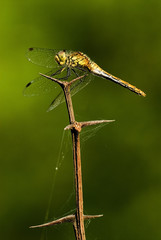 Sympetrum sanguineum / Sympétrum rouge sang
